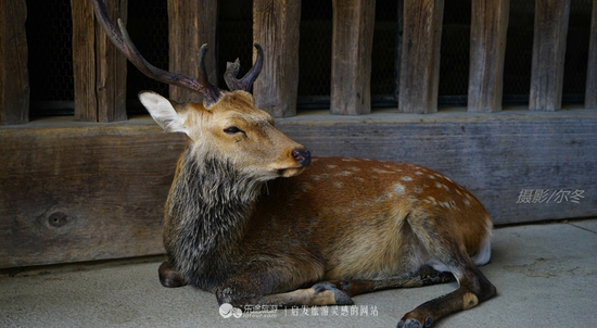 長老級的鹿 攝影/爾冬