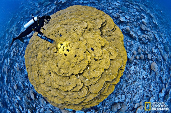 金曼礁國家紀念區,太平洋攝影:Brian Skerry,國家地理創意版