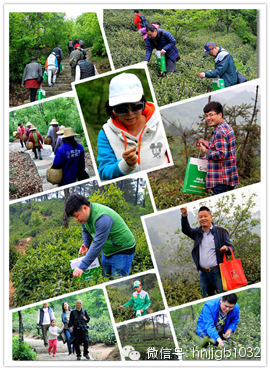 在這么美的地方體驗采茶,簡直太有感覺了 在這么美的地方體驗采茶,簡直太有感覺了