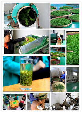 制茶的工藝真地道,仿佛聞到了茶香 制茶的工藝真地道,仿佛聞到了茶香