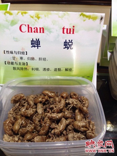 你可能沒想到，這個知了幼蟲退下的皮還是一味藥，對嗎？