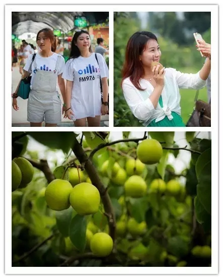 美女與香梨,你更愛哪一個(gè)?! 美女與香梨,你更愛哪一個(gè)?!