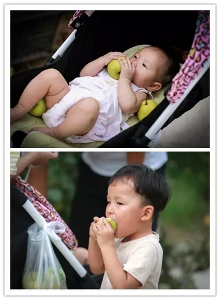 純天然無公害,新鮮采摘,直接入口! 純天然無公害,新鮮采摘,直接入口!