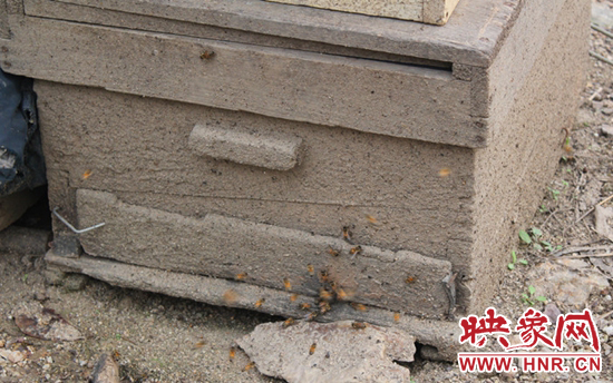 甜蜜的事業帶來煩惱 磙子營鄉2000公斤蜂蜜難銷 甜蜜的事業帶來煩惱 磙子營鄉2000公斤蜂蜜難銷