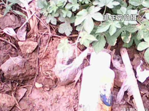 大棚蔬菜園區里到處丟棄著農藥廢物。 大棚蔬菜園區里到處丟棄著農藥廢物。