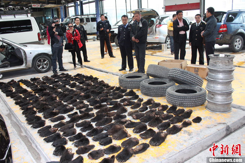 滿洲里海關破獲全國最大熊掌走私案 滿洲里海關破獲全國最大熊掌走私案