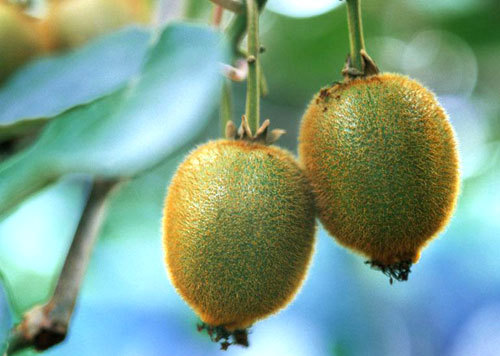 六種水果堪稱護膚圣品 六種水果堪稱護膚圣品