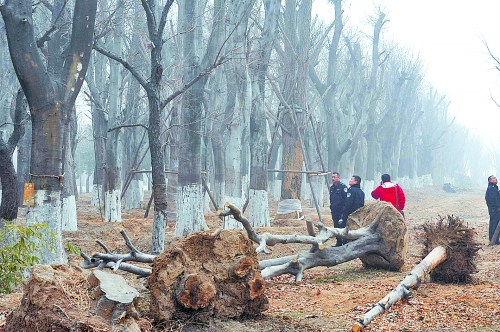 老樹之殤,令人扼腕。 老樹之殤,令人扼腕。