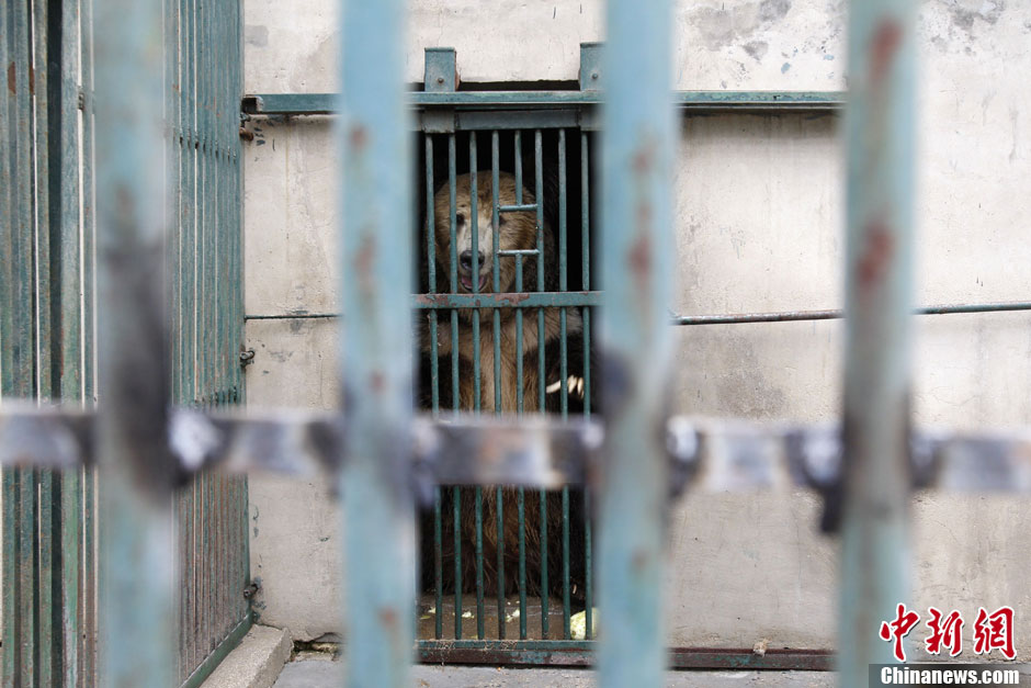 6月19日，河南鄭州，新密市動物園咬死飼養員的肇事棕熊被暫押在鄭州動物園內，該熊“臥室”周圍被三重鋼
