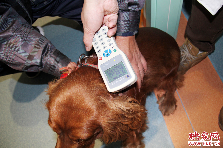 只要用儀器一掃,狗狗的信息就可以一覽無余 只要用儀器一掃,狗狗的信息就可以一覽無余