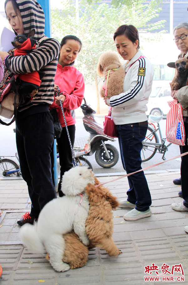 兩只歡樂的狗狗 兩只歡樂的狗狗