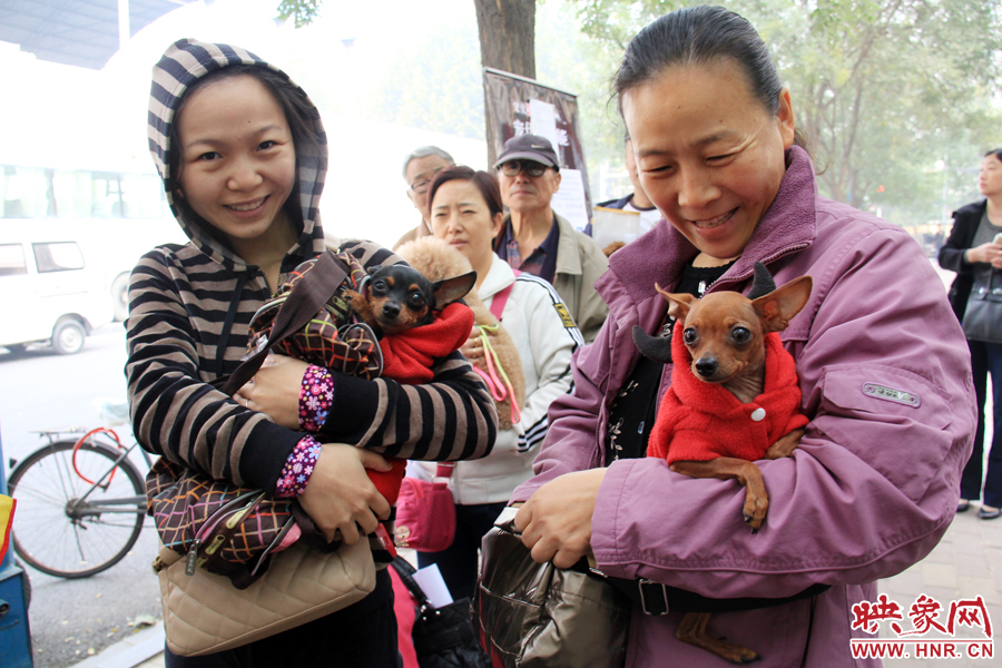 兩只可愛的吉娃娃 兩只可愛的吉娃娃
