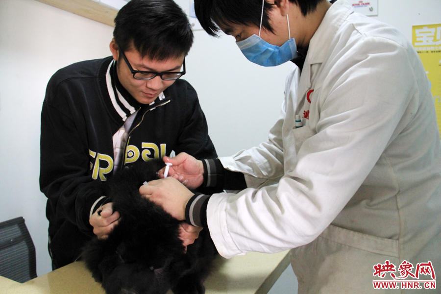一名專業(yè)醫(yī)師在為狗狗注攝芯片 一名專業(yè)醫(yī)師在為狗狗注攝芯片