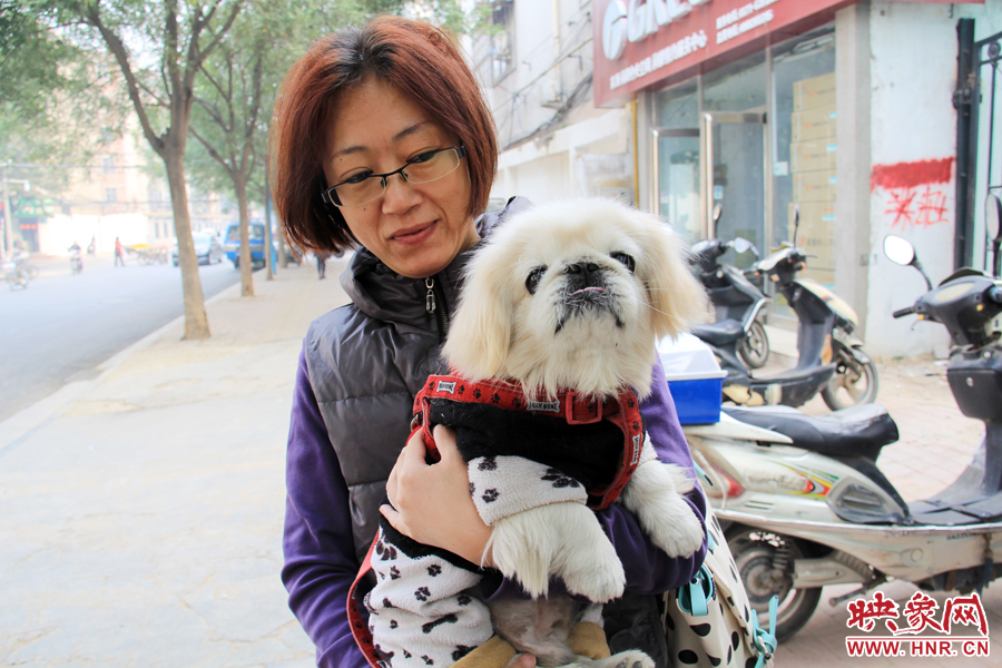 一只好看的京巴 一只好看的京巴