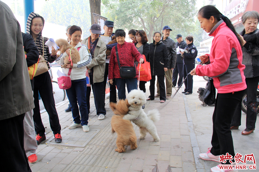 在辦狗證現(xiàn)場,兩只狗狗歡樂地在一起玩耍 在辦狗證現(xiàn)場,兩只狗狗歡樂地在一起玩耍