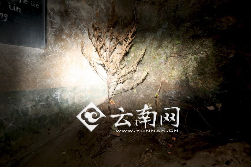 教室里沒有燈,光線太暗,村民便種下了野蘇麻,希望教室有綠色,讓孩子們看到“希望”。 徐弘毅 攝 教室里沒有燈,光線太暗,村民便種下了野蘇麻,希望教室有綠色,讓孩子們看到“希望”。 徐弘毅 攝