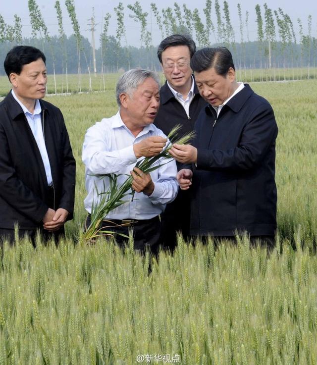 習近平走進糧田,看麥穗灌漿,問農田建設。