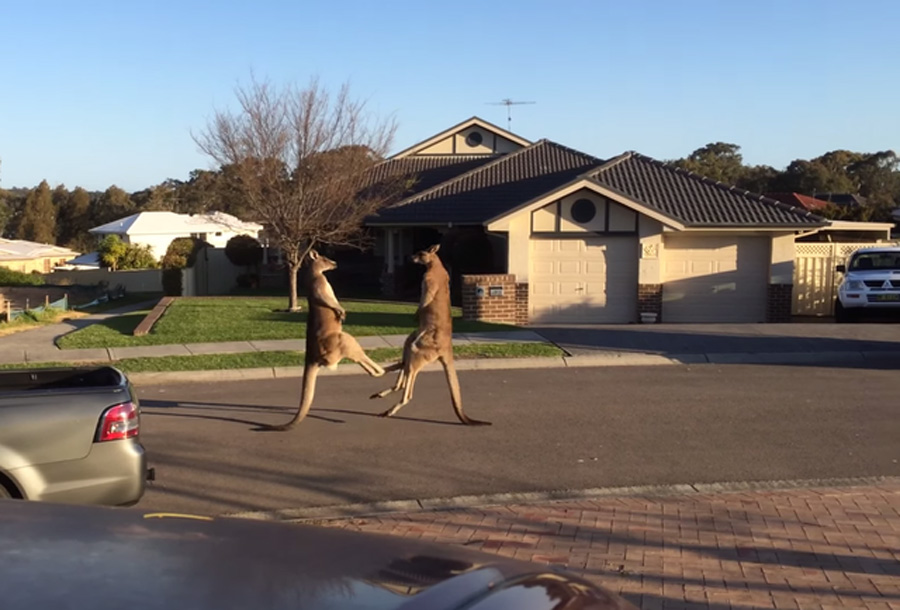 澳大利亞袋鼠當(dāng)街“斗毆” 騰空躍起狂踢對(duì)方 澳大利亞袋鼠當(dāng)街“斗毆” 騰空躍起狂踢對(duì)方