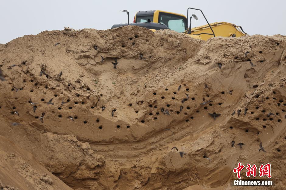 數千只崖沙燕安家筑巢鄭州一工地 數千只崖沙燕安家筑巢鄭州一工地