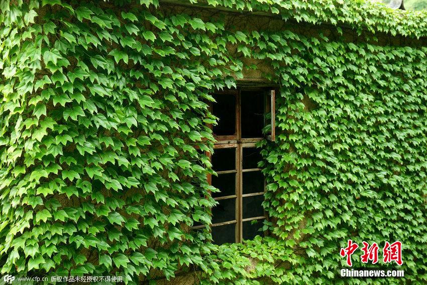 浙江舟山一荒廢海島宛如綠色童話世界 浙江舟山一荒廢海島宛如綠色童話世界