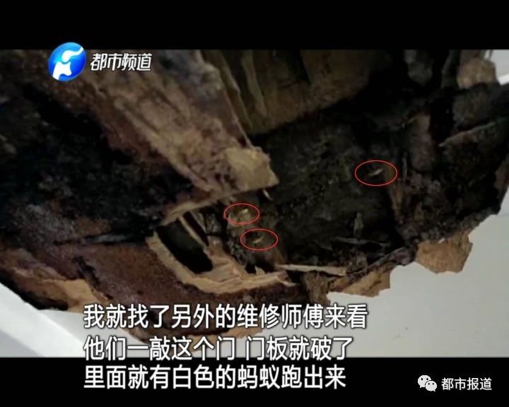 蟻族大軍入侵!十幾萬裝修的新家被“吃掉”