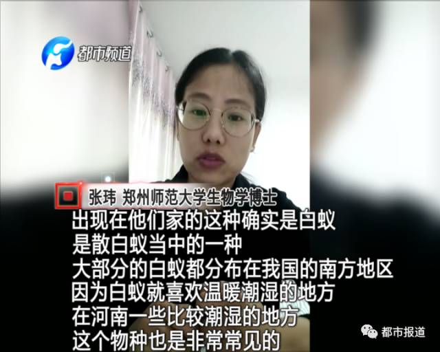 蟻族大軍入侵!十幾萬裝修的新家被“吃掉”