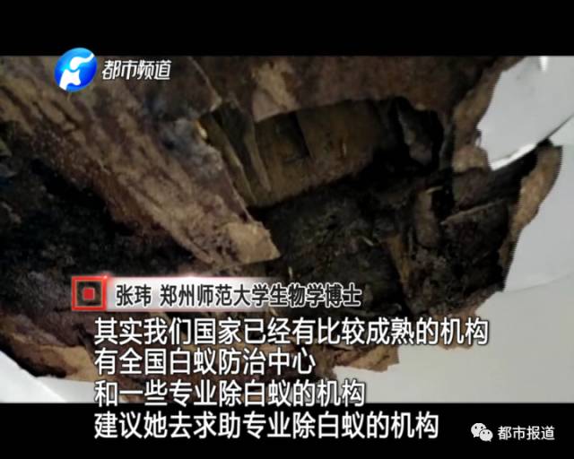 蟻族大軍入侵!十幾萬裝修的新家被“吃掉”