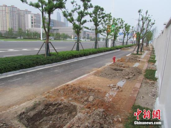 南京回應青奧前突擊栽苗木死亡:成活率符合要求 南京回應青奧前突擊栽苗木死亡:成活率符合要求