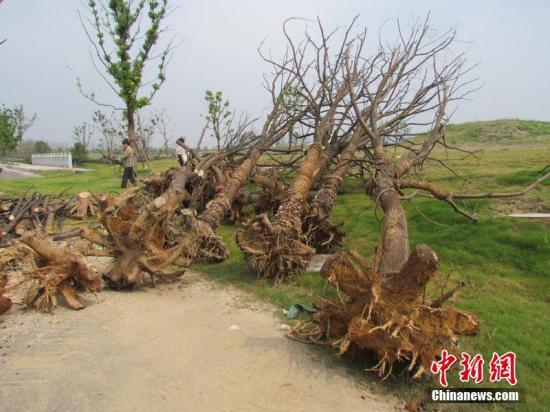 南京回應青奧前突擊栽苗木死亡:成活率符合要求 南京回應青奧前突擊栽苗木死亡:成活率符合要求