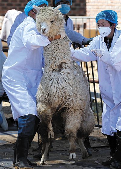 好強壯！我真的不是虛胖，兩三個人別想控制我。