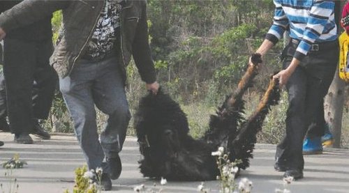 雙流鳳凰村兩只巨型藏獒襲擊村民,民警用手槍將其當(dāng)場(chǎng)擊斃 雙流鳳凰村兩只巨型藏獒襲擊村民,民警用手槍將其當(dāng)場(chǎng)擊斃