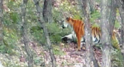 戰士拍到的野生東北虎視頻截圖 戰士拍到的野生東北虎視頻截圖
