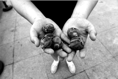 “大煙殼”輕易就可以買到。下圖:女?dāng)傊髂贸霾卦诩t色兜子里的“大煙殼”,向記者兜售。京華時報實習(xí)記者趙思衡攝 “大煙殼”輕易就可以買到。下圖:女?dāng)傊髂贸霾卦诩t色兜子里的“大煙殼”,向記者兜售。京華時報實習(xí)記者趙思衡攝