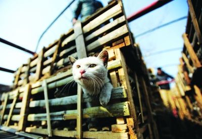 貨車上被販運的貓。 記者陳亮 攝