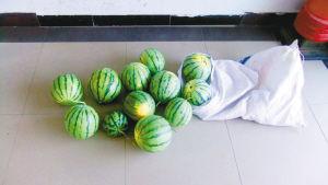 男子開價值30余萬汽車偷西瓜 被捕后稱為尋刺激 男子開價值30余萬汽車偷西瓜 被捕后稱為尋刺激