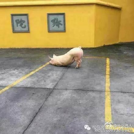 一頭豬跑到寺院跪拜引圍觀 警察點破稱實為有病 一頭豬跑到寺院跪拜引圍觀 警察點破稱實為有病