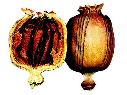 涉嫌生產銷售有害食品罪成都一中餐館廚師被批捕 涉嫌生產銷售有害食品罪成都一中餐館廚師被批捕