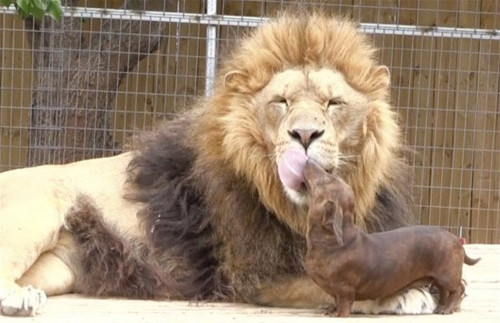 臘腸狗和獅子天天溺一起進(jìn)食后幫其清牙(圖) 臘腸狗和獅子天天溺一起進(jìn)食后幫其清牙(圖)