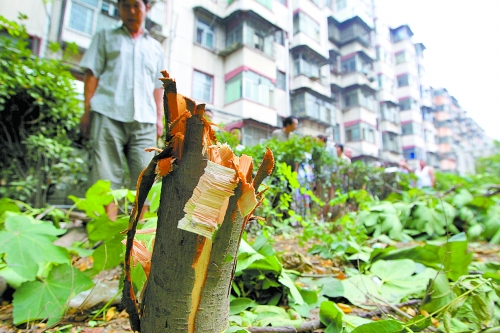 鄭州小區綠化帶多顆果樹被莫名砍伐 鄭州小區綠化帶多顆果樹被莫名砍伐