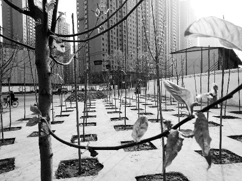 英協路沈莊北街路口空地上,城管雇人種的100多棵樹已經長出了嫩芽 英協路沈莊北街路口空地上,城管雇人種的100多棵樹已經長出了嫩芽