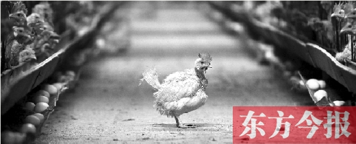 雞蛋賠本賣仍滯銷 養殖戶感嘆補貼政策有失公允 雞蛋賠本賣仍滯銷 養殖戶感嘆補貼政策有失公允