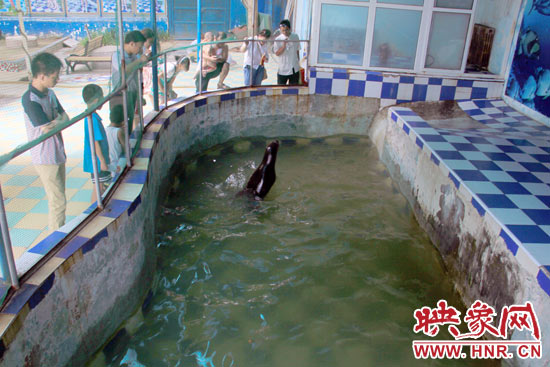 圖為游客在護欄網外面,觀看海獅的表演。 圖為游客在護欄網外面,觀看海獅的表演。