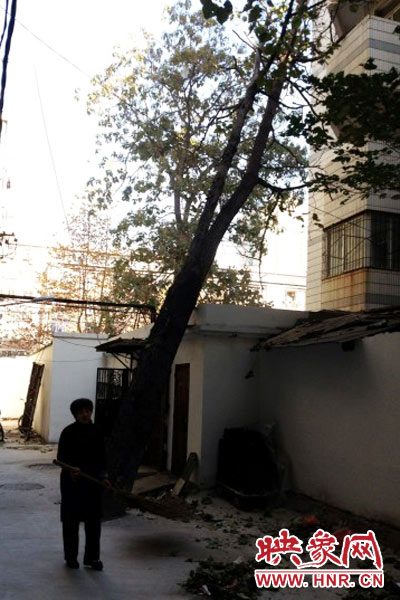 十余米高的枯桐傾倒在房頂(圖片系網友供圖) 十余米高的枯桐傾倒在房頂(圖片系網友供圖)
