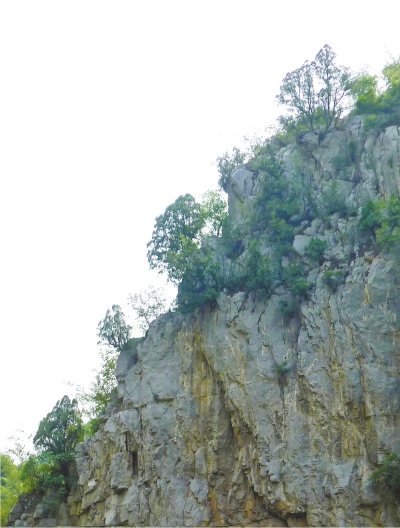 南太行山崖長的只是側柏,不是崖柏。 南太行山崖長的只是側柏,不是崖柏。