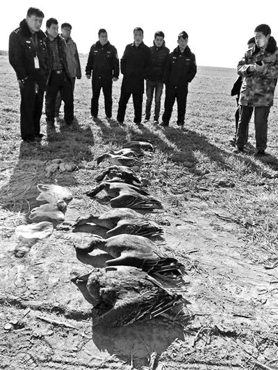 志愿者們在現場撿到的死亡大雁及其他鳥類 志愿者們在現場撿到的死亡大雁及其他鳥類