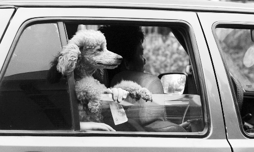 再帶著寵物出門坐出租車,可得想好了 再帶著寵物出門坐出租車,可得想好了