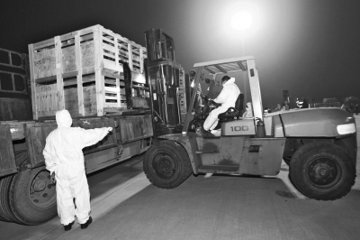 鏟車將整箱的澳洲種羊裝上卡車 鏟車將整箱的澳洲種羊裝上卡車