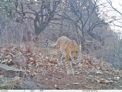 濟源蟒河林場發現金錢豹 被確認至少存在3只以上