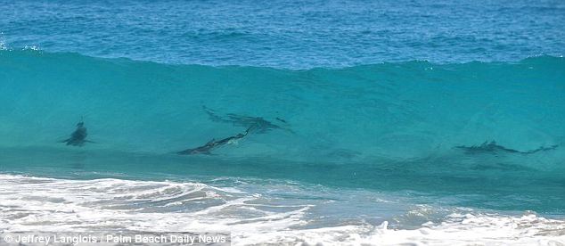 美海灘驚現萬頭鯊魚 美海灘驚現萬頭鯊魚