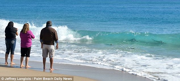 美海灘驚現萬頭鯊魚 美海灘驚現萬頭鯊魚